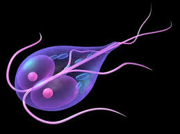 giardia
