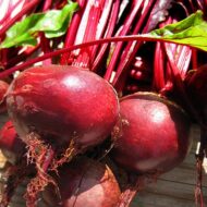 Loomulikult oleme me kõik kuulnud peedi tervistavatest omadustest. Ennekõike kindlasti sellest, et peet on rauarikas ja seda soovitatakse nii lihtsalt vere turgutamiseks ning ka tõsise aneemia puhul. Aga kas teadsite, et peedi raviampluaa on hoopis laiapõhjalisem? Kuna värskeid peete on juba tükk aega liikvel, siis võikski siinkohal üle korrata, kuidas me oma elujõudu peedi ja eelkõige tema suurepärase […]