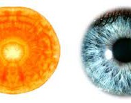 Taimede signatuuri  doktriin oli tuntud juba Vana-Kreeka aegadel  – nii rahvaravitsejad kui  õpetlased uskusid, et Jumal on andnud inimestele  vihjeid selle kohta, millised taimed  mingile kehaosale  või organile kõige kasulikumalt mõjuvad. Jumalik vihje peitub just taime või vilja  inimkehale sarnanevas kujus, mustris või struktuuris. Taimse signatuuri usku  oli näiteks 16. sajandil elanud Paracelsus, kes kirjutas sellest isegi oma raamatus. […]