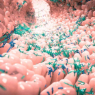 Sünteetiliste magusainete mõju organismile tekitab endiselt poleemikat. Olen avaldanud rohkelt kirjutisi aspartaami ja sukraloosi teemal. Ja kuigi nüüd on isegi WHO tulnud välja soovitusega, et inimesed peaksid loobuma sukraloosi tarvitamisest kaalu langetamise eesmärgil, on see magusaine endiselt paljudes toodetes sees. Muuhulgas leidub sukraloosi ka paljudes kirglikult promotud toidulisandites, “spetsiaalselt kaasaegse naise vajadustele välja töötatud” ilugeelides […]